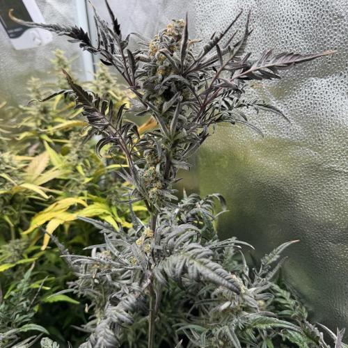 Frosty‘s Auto Freak. Week 9