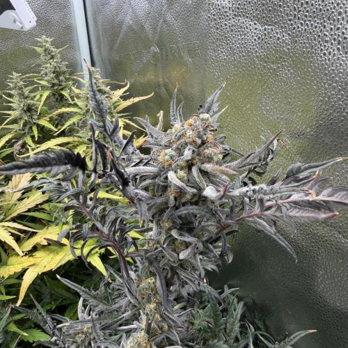 Frosty‘s Auto Freak. Week 9