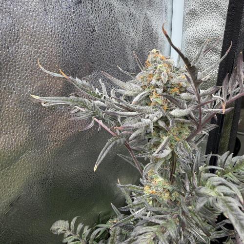 Frosty‘s Auto Freak. Week 9