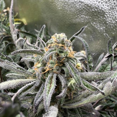 Frosty‘s Auto Freak. Week 9