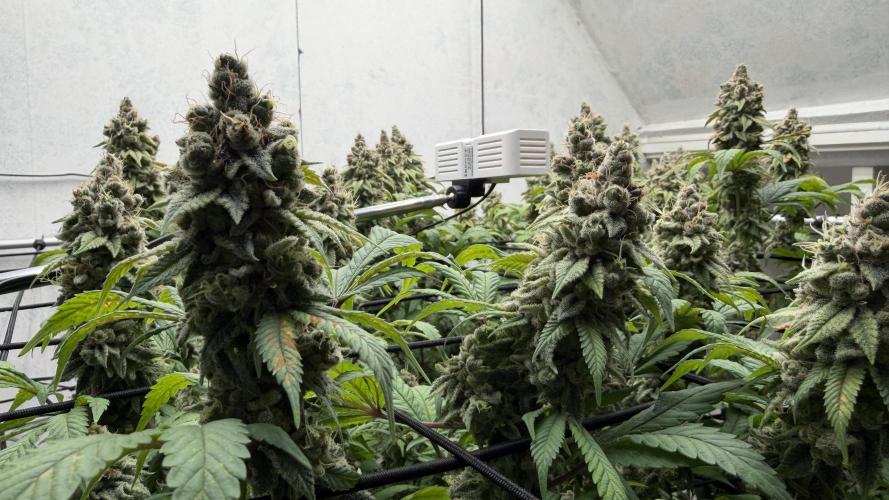 Laughing Buddha | 720W | SCROG. Week 25