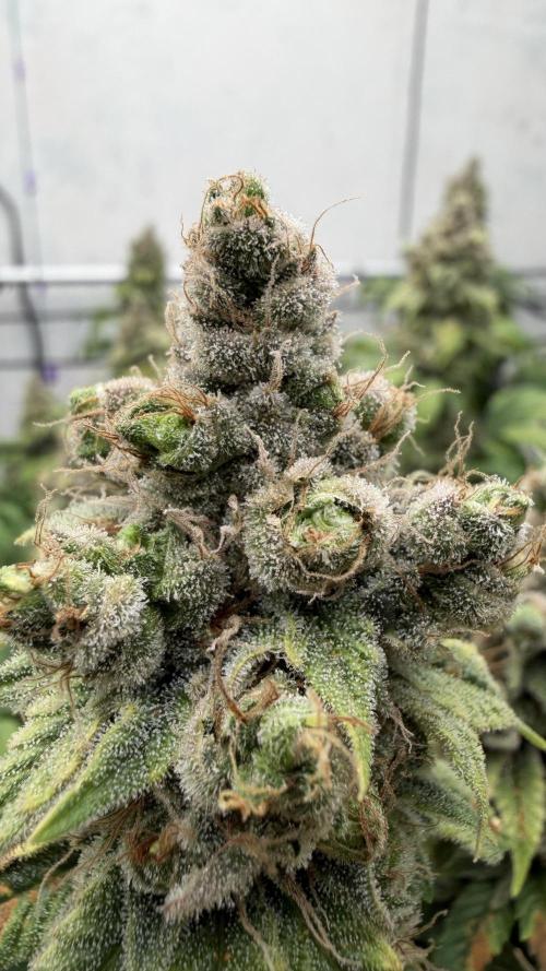 Laughing Buddha | 720W | SCROG. Week 25