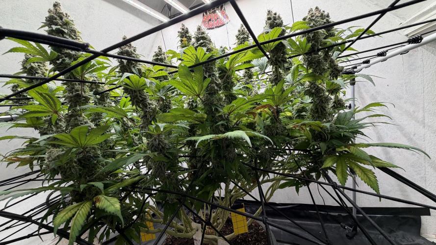 Laughing Buddha | 720W | SCROG. Week 25