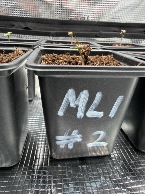 Maple Leaf Indica. Week 0
