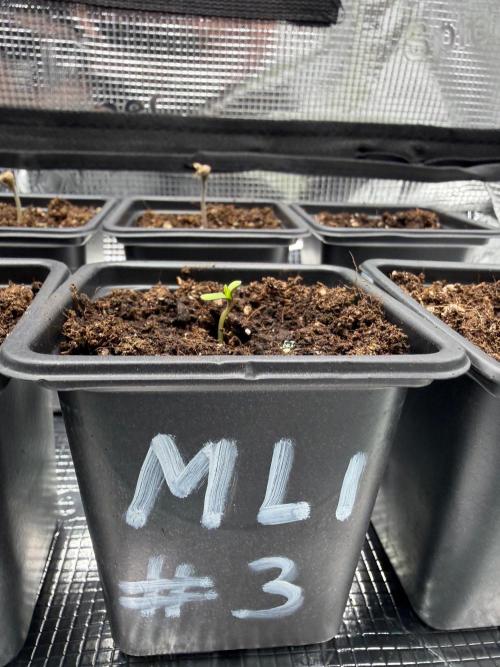 Maple Leaf Indica. Week 0