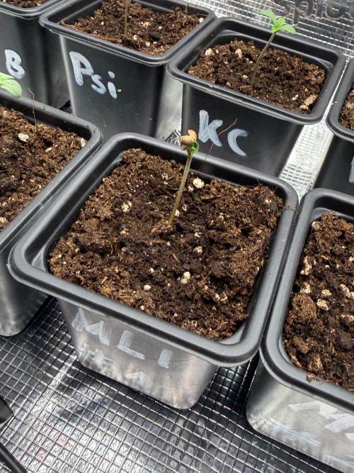 Maple Leaf Indica. Week 0