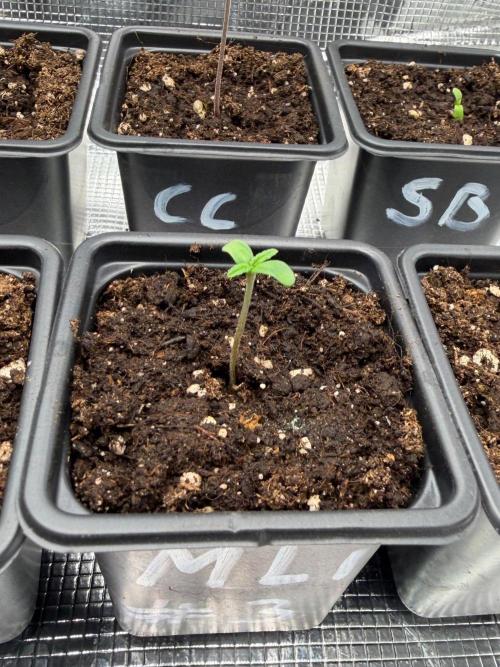 Maple Leaf Indica. Week 0