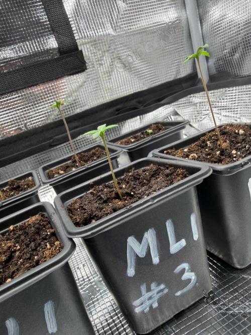 Maple Leaf Indica. Week 0