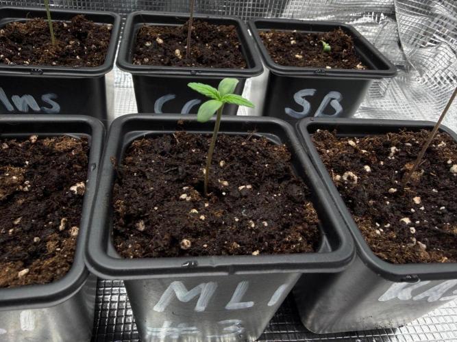 Maple Leaf Indica. Week 0