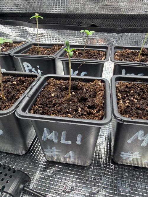 Maple Leaf Indica. Week 0