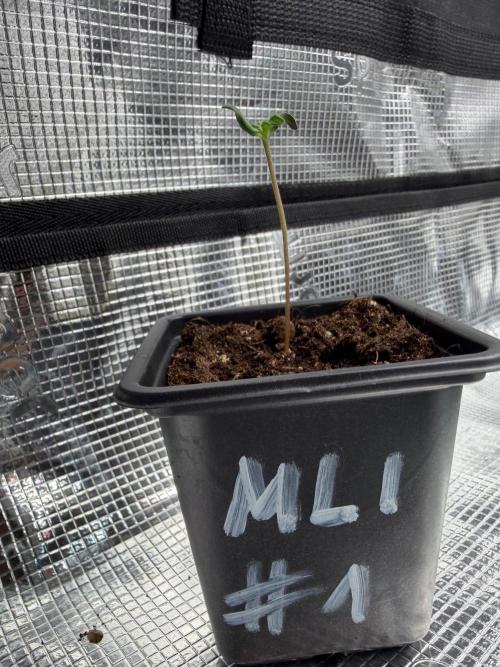 Maple Leaf Indica. Week 0