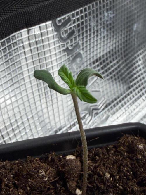 Maple Leaf Indica. Week 0