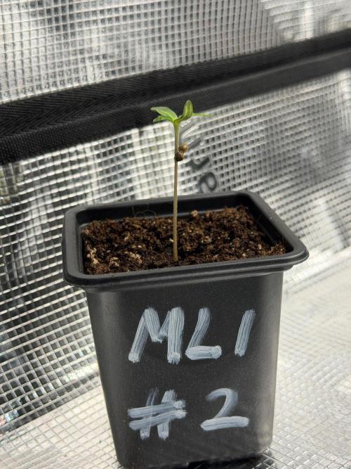 Maple Leaf Indica. Week 0