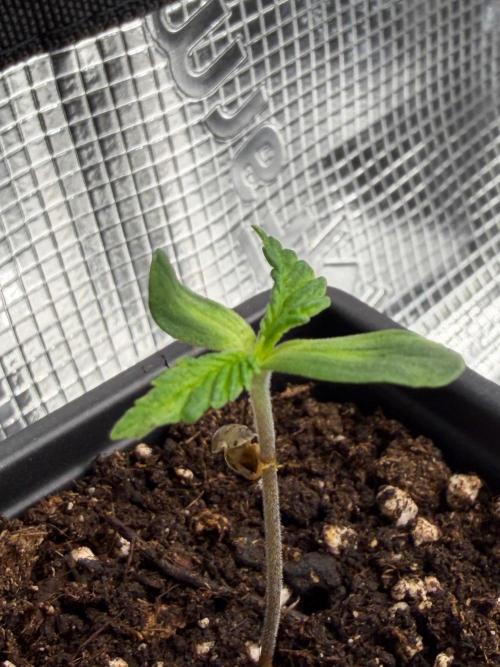 Maple Leaf Indica. Week 0