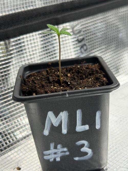 Maple Leaf Indica. Week 0