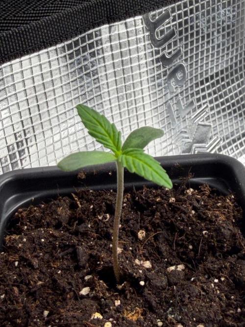 Maple Leaf Indica. Week 0