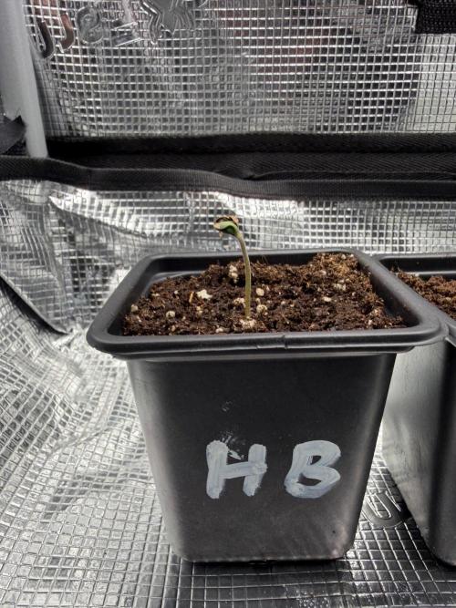 Hash Burger. Week 0