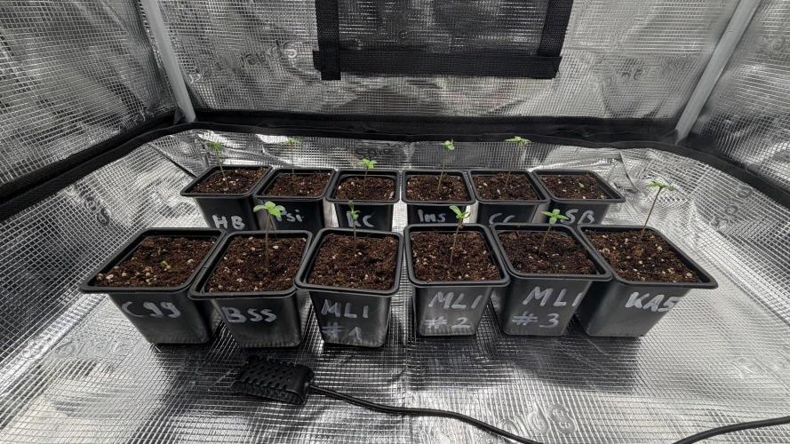Hash Burger. Week 0