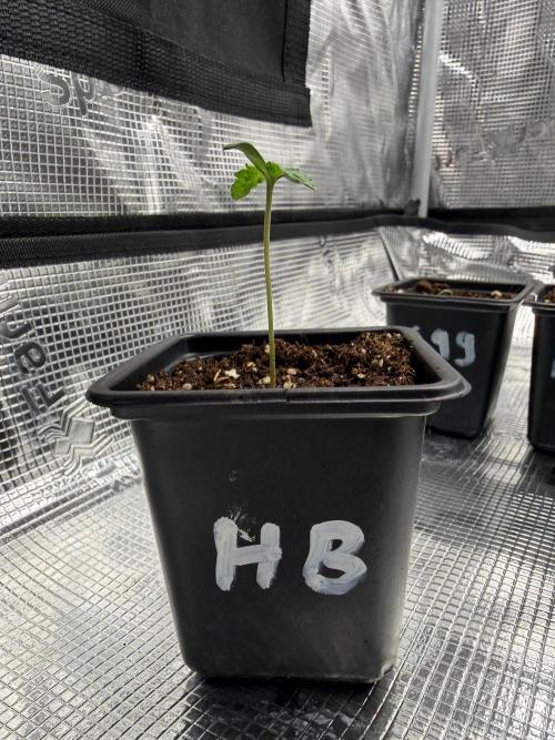 Hash Burger. Week 0