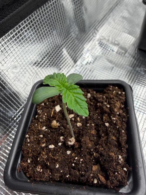 Hash Burger. Week 0