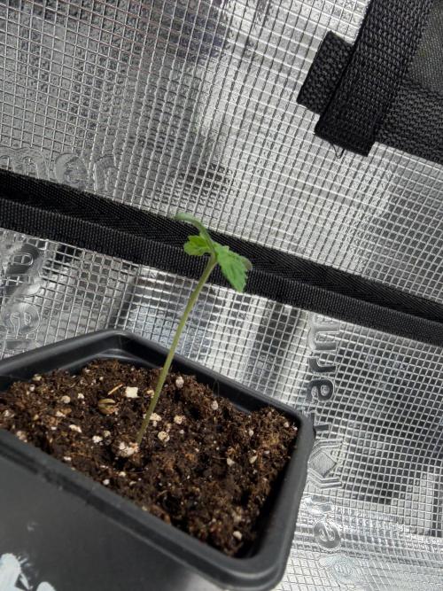Hash Burger. Week 0