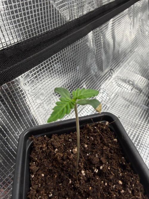 Psicodelica. Week 0
