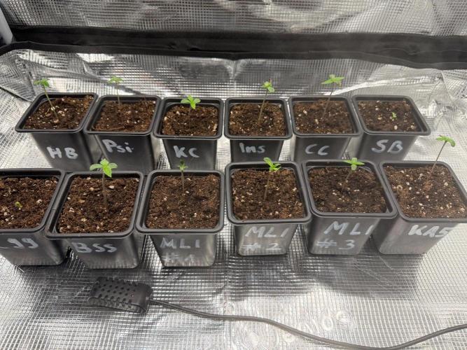 Insane OG. Week 0