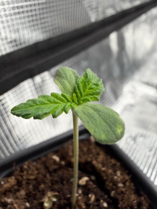 Insane OG. Week 0