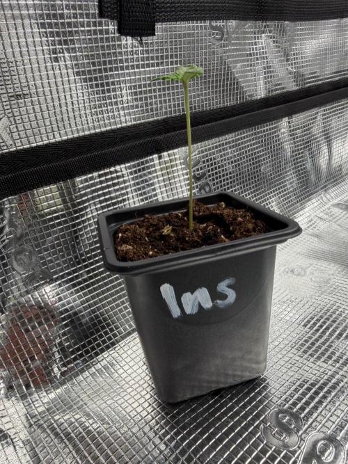 Insane OG. Week 0