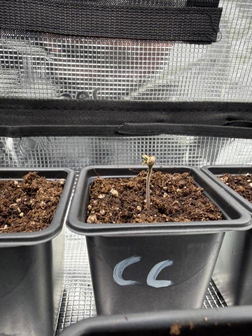 Cream Caramel. Week 0