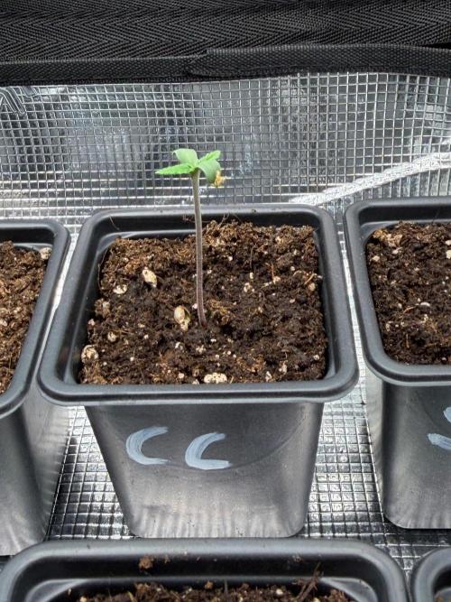 Cream Caramel. Week 0
