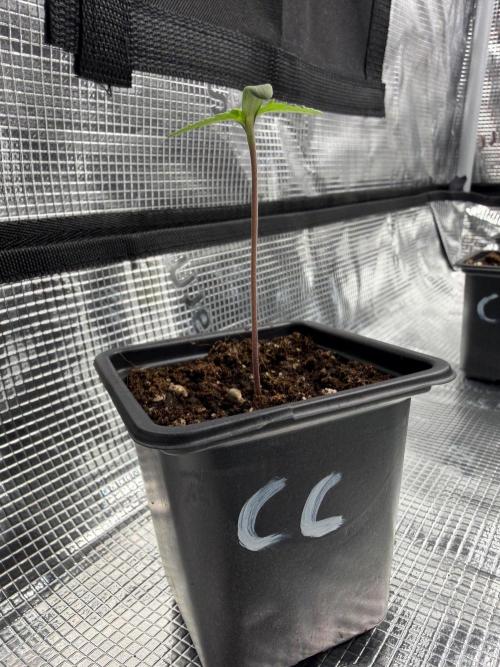 Cream Caramel. Week 0