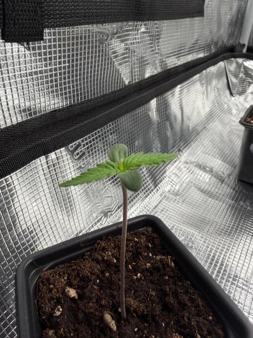 Cream Caramel. Week 0