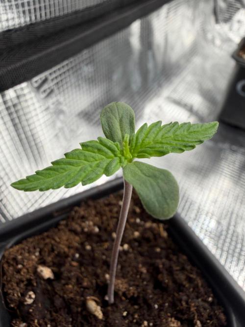 Cream Caramel. Week 0