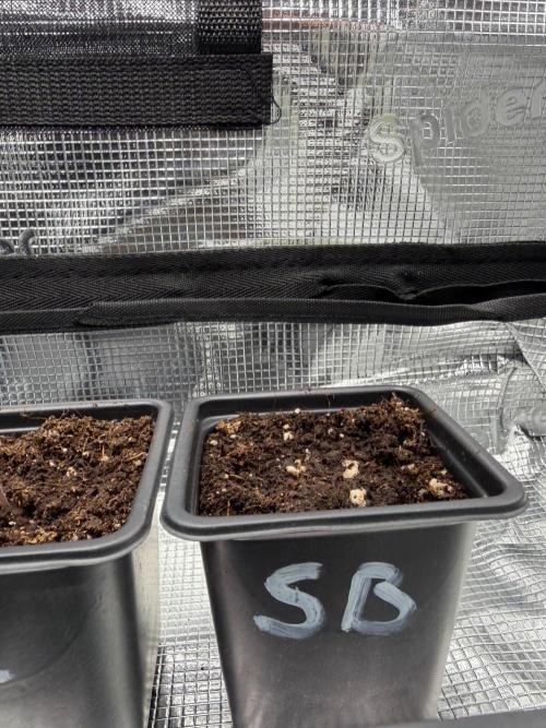 Super Bud. Week 0
