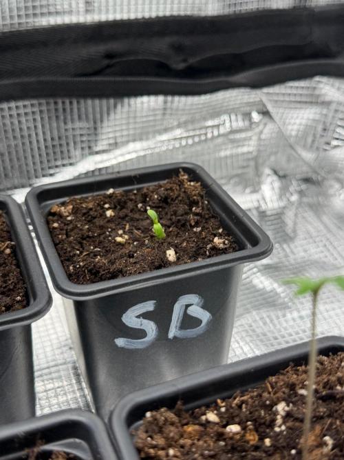 Super Bud. Week 0
