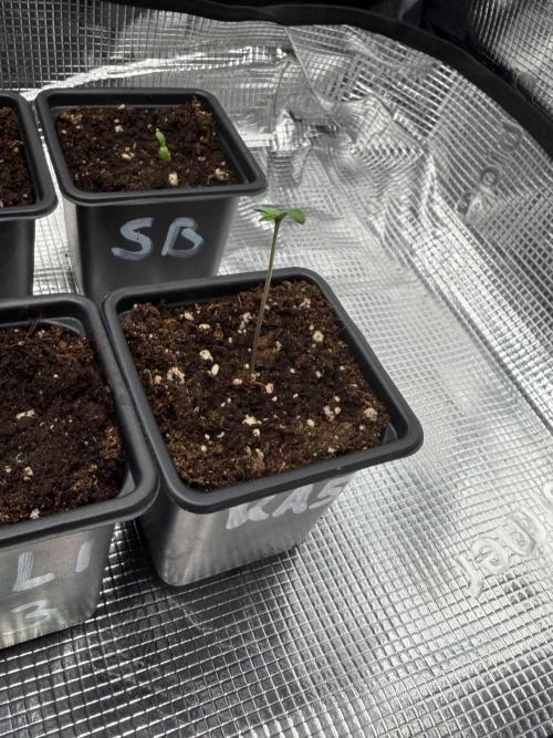Super Bud. Week 0