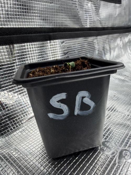 Super Bud. Week 0