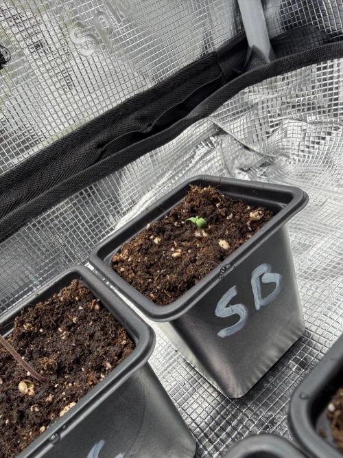 Super Bud. Week 0