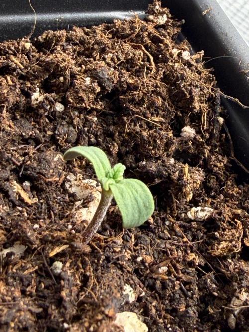 Super Bud. Week 0