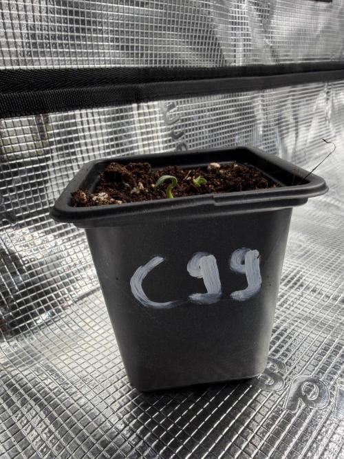 Cinderella - C99. Week 0
