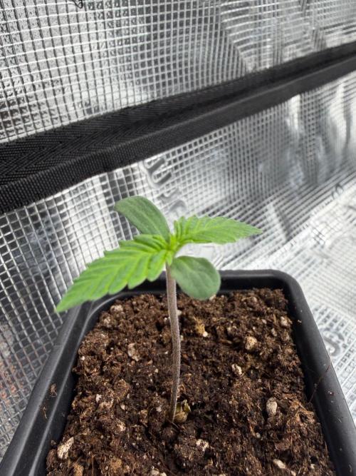 Blue Sunset Sherbert. Week 0