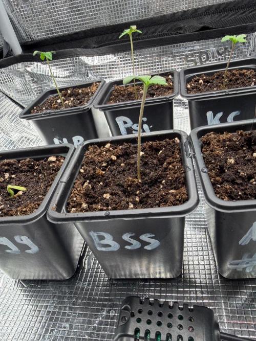 Blue Sunset Sherbert. Week 0