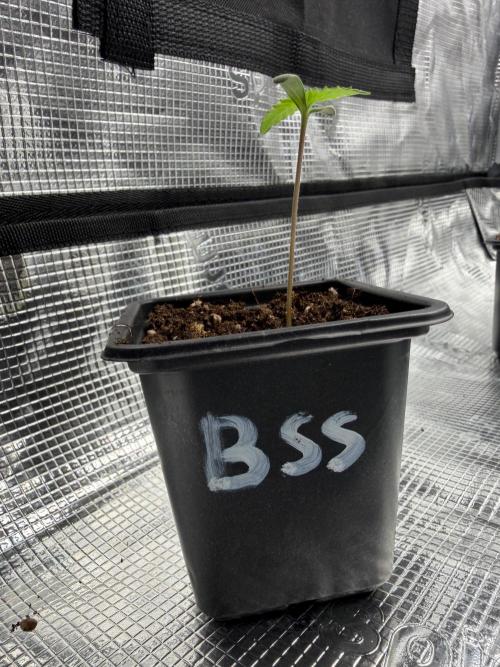 Blue Sunset Sherbert. Week 0