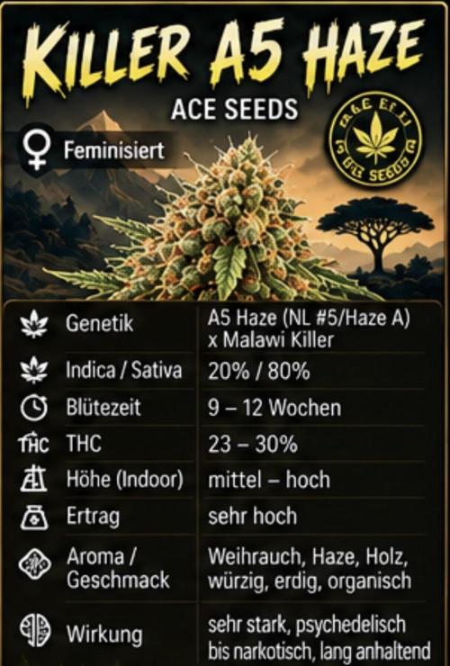 Killer A5 Haze scrog. Week 0