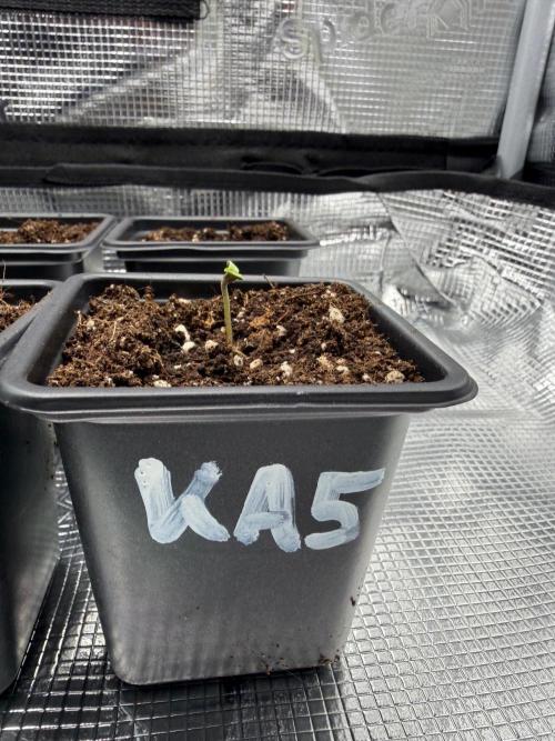 Killer A5 Haze scrog. Week 0