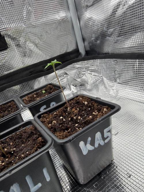 Killer A5 Haze scrog. Week 0