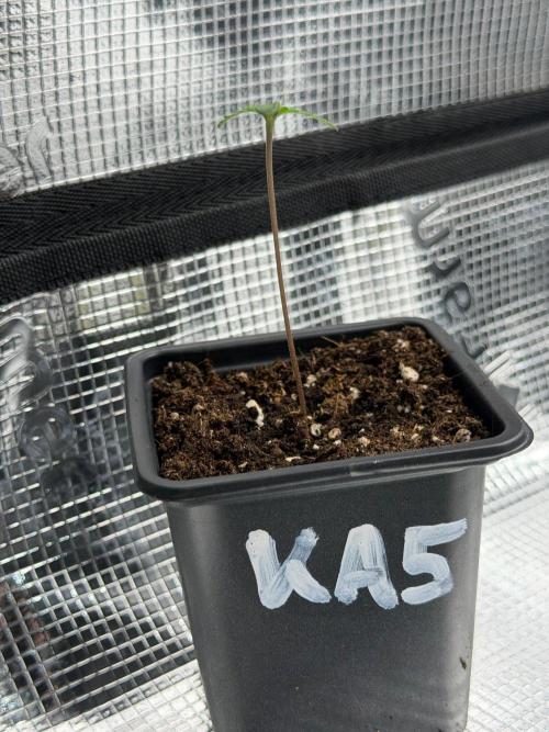 Killer A5 Haze scrog. Week 0