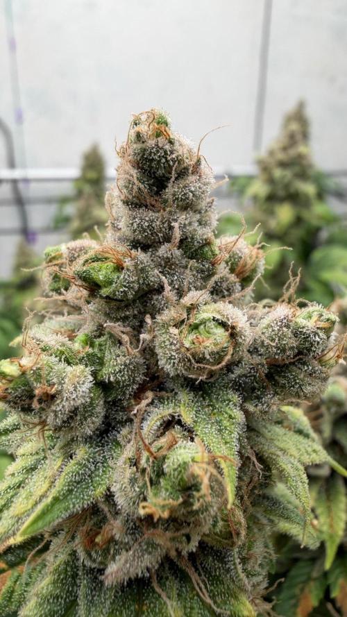 Laughing Buddha | 720W | SCROG. Week 26