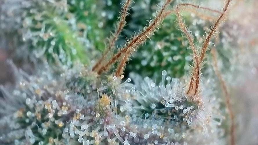 Laughing Buddha | 720W | SCROG. Week 26